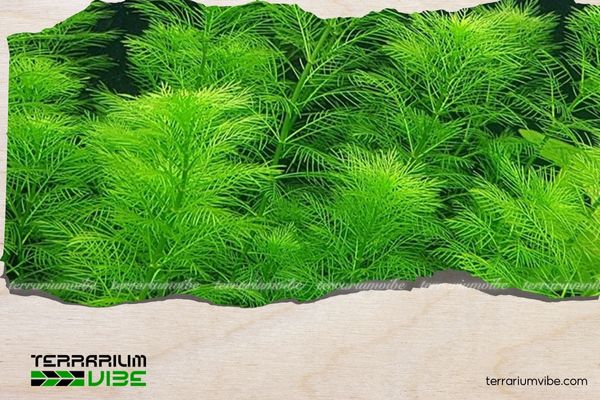 Rong xương cá 1 Thông tin học thuật về rong hình xương cá là gì?