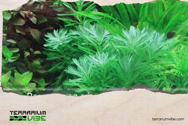 Rong xương cá 2 Lịch sử về rong hình xương cá