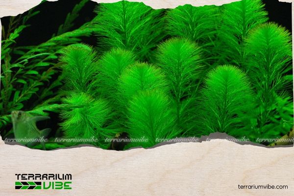 Rong xương cá 3 Môi trường sống của rong xương cá