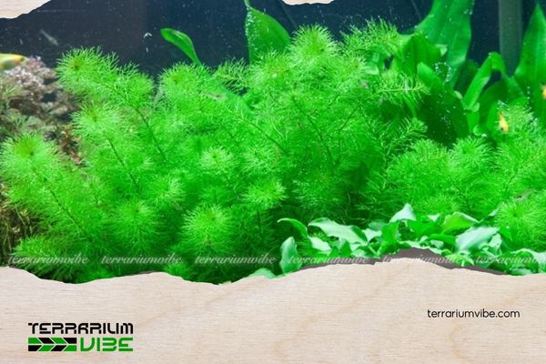 Rong xương cá 4 Các loại thực vật phù hợp trồng chung với rong xương cá