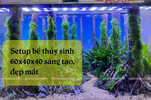 Creative and stunning ways to set up a 60x40x40 aquarium 1 What you’ll need before setting up a 60x40x40 aquascape?