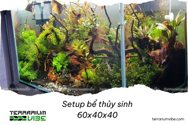 Creative and stunning ways to set up a 60x40x40 aquarium 2 Style 1: Tropical forest