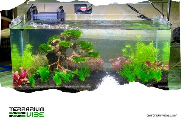 Creative and stunning ways to set up a 60x40x40 aquarium 5 Style 4: Biotope aquascape