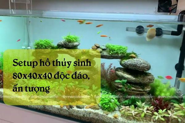 How to set up a unique and stunning 80x40x40 aquascape 1 Essential equipment for setting up your 80x40x40 aquascape