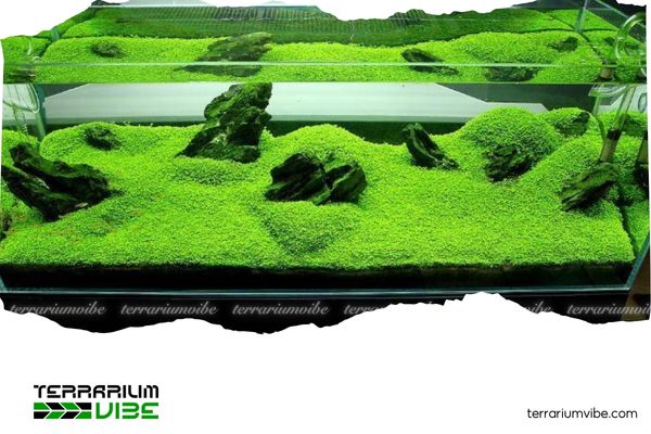 Hướng dẫn setup hồ thủy sinh 80x40x40 độc đáo, ấn tượng 3 Phong cách Iwagumi hiện đại