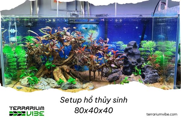 Hướng dẫn setup hồ thủy sinh 80x40x40 độc đáo, ấn tượng 4 Phong cách Paludarium (Kết hợp cạn và nước)