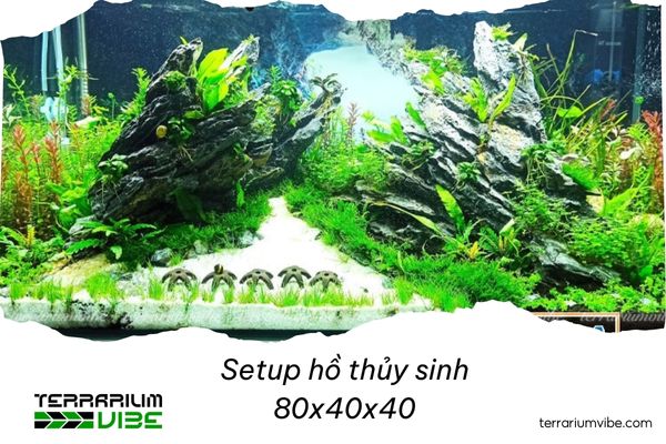 Hướng dẫn setup hồ thủy sinh 80x40x40 độc đáo, ấn tượng 6 5 bước setup hồ thủy sinh 80x40x40 đơn giản
