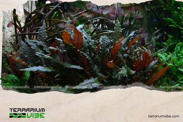 Tiêu Thảo Nâu 1 Thông tin học thuật về cây Tiêu Thảo Nâu Undulata là gì?