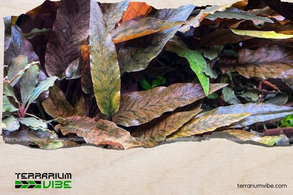 Tiêu Thảo Nâu 2 Lịch sử về cây Tiêu Thảo Nâu Undulata