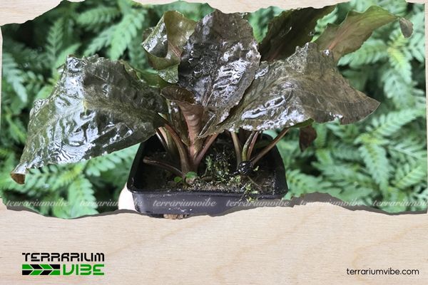 Tiêu Thảo Nâu 3 Môi trường sống của cây Tiêu Thảo Nâu Undulata