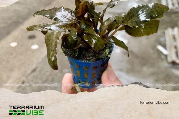 Tiêu Thảo Nâu 5 Cách chăm sóc cây Tiêu Thảo Nâu Undulata trong bể thủy sinh