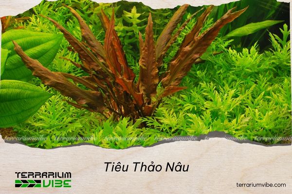 tieu-thao-nau tiêu thảo nâu