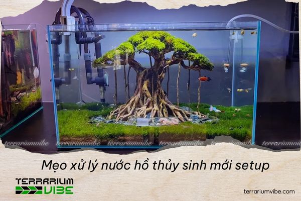 Must-Know Tips On How To Treat Water in a Newly Set-Up Planted Aquarium 1 Tại sao cần xử lý nước hồ thủy sinh mới setup