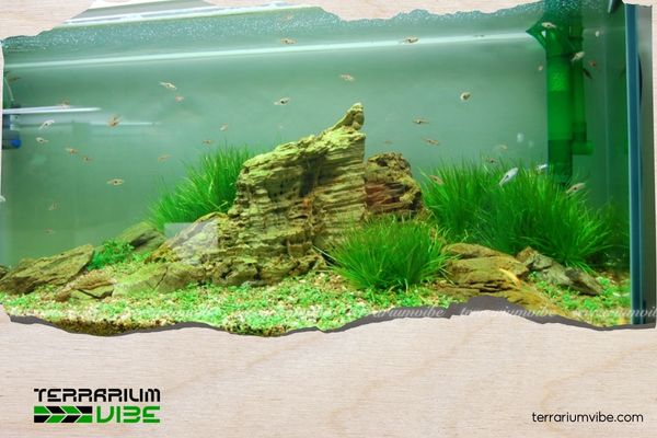 Must-Know Tips On How To Treat Water in a Newly Set-Up Planted Aquarium 3 Xử lý nước hồ thủy sinh mới setup bao lâu thì thả cả