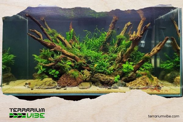 Bể thuỷ sinh phong cách Nature và hành trình tái hiện thiên nhiên trong lòng kính 4 Mẫu 2