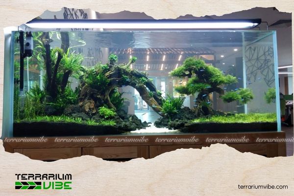 Bể thuỷ sinh phong cách Nature và hành trình tái hiện thiên nhiên trong lòng kính 7 Mẫu 5