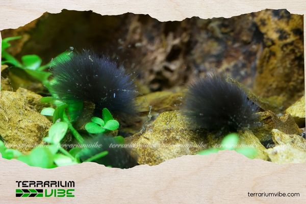 Common Types of Harmful Aquarium Algae and How to Effectively Deal with Them 1 Một trong các loại rêu hại thủy sinh thường gặp