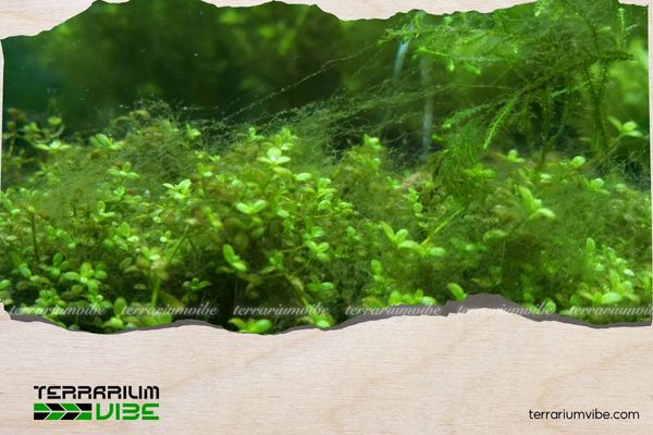 Common Types of Harmful Aquarium Algae and How to Effectively Deal with Them 2 Rêu tóc