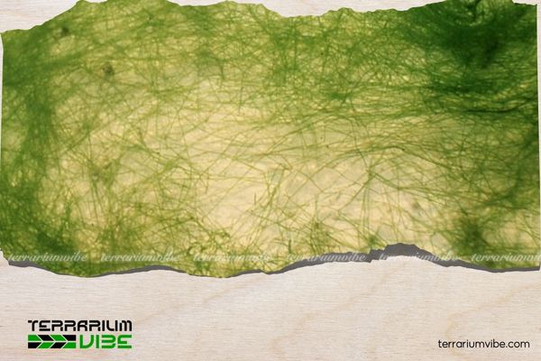 Common Types of Harmful Aquarium Algae and How to Effectively Deal with Them 3 Rêu sợi