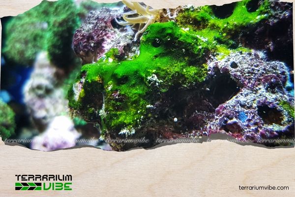 Common Types of Harmful Aquarium Algae and How to Effectively Deal with Them 4 Rêu xanh lam