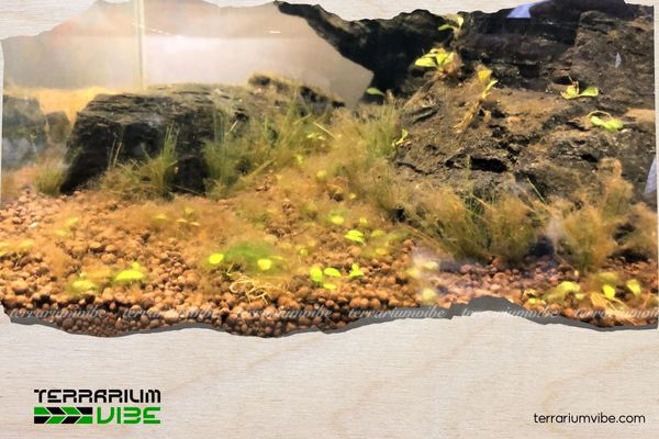 Common Types of Harmful Aquarium Algae and How to Effectively Deal with Them 5 Rêu nâu