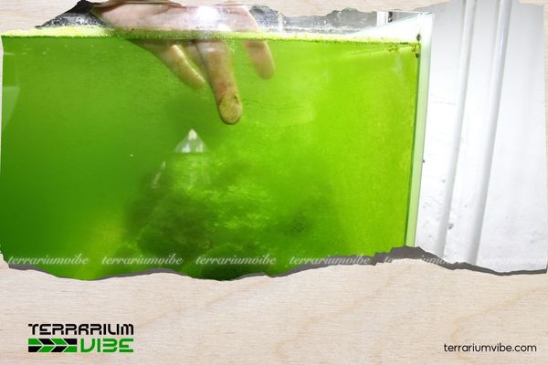 Common Types of Harmful Aquarium Algae and How to Effectively Deal with Them 6 Rêu bụi xanh