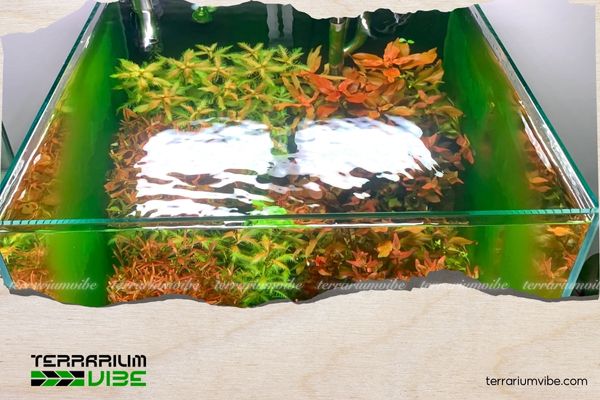 Common Types of Harmful Aquarium Algae and How to Effectively Deal with Them 7 Cách phòng ngừa rêu hiệu quả