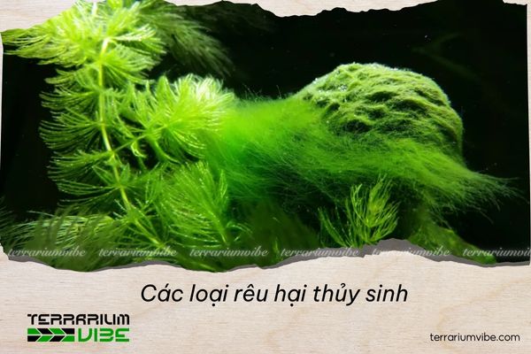 Các loại rêu hại thủy sinh