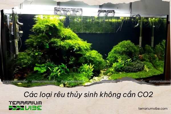 các loại rêu thủy sinh không cần CO2