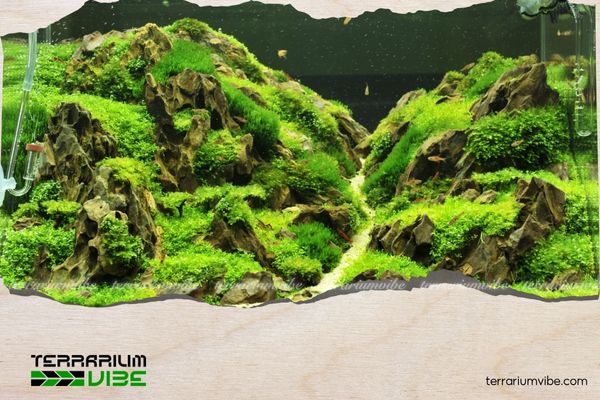 3 cách chọn phân nước cho hồ thủy sinh hiệu quả người mới nên áp dụng 3 Cách chọn phân nước cho hồ thủy sinh theo loại cây