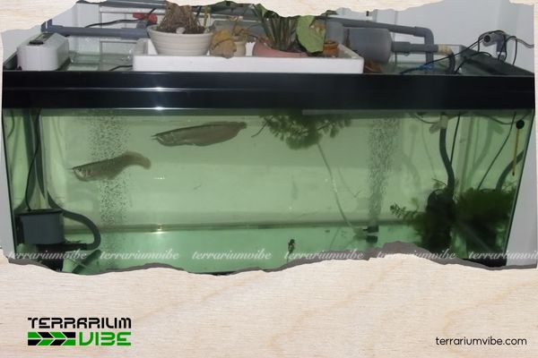 How to Choose Filter Media for Planted Tanks: 3 Key Principles 2 Chọn vật liệu lọc theo loại bể