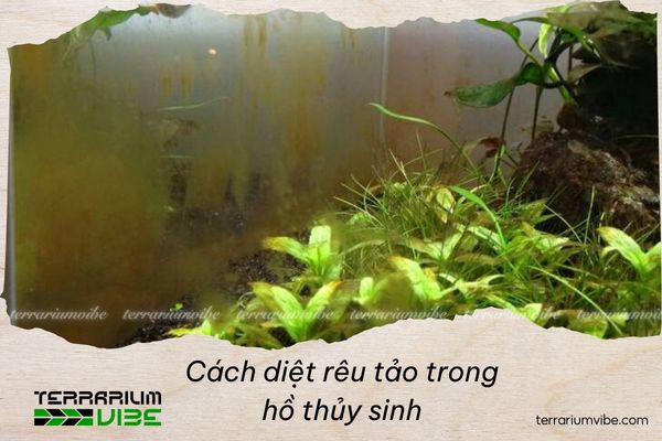 Cách diệt rêu tảo trong hồ thủy sinh hiệu quả mà không làm mất cân bằng hệ sinh thái 1 Tìm hiểu đặc điểm và nguyên nhân gây phát sinh rêu tảo