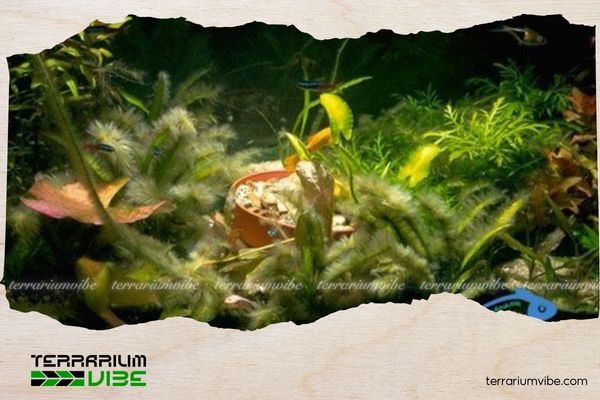 Cách diệt rêu tảo trong hồ thủy sinh hiệu quả mà không làm mất cân bằng hệ sinh thái 4 Một số mẹo xử lý rêu tảo sáng tạo và tiết kiệm