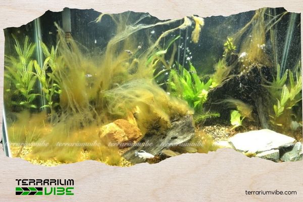 Cách diệt rêu tảo trong hồ thủy sinh hiệu quả mà không làm mất cân bằng hệ sinh thái 5 Giải pháp duy trì hồ thủy sinh ổn định và sạch rêu lâu dài