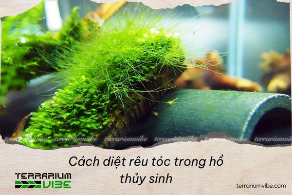 5 cách diệt rêu tóc trong hồ thủy sinh hiệu quả mà bạn nên biết