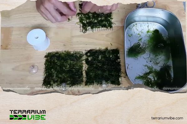 3 cách gắn rêu Mini Taiwan lên lũa đơn giản, đẹp mắt cho người mới bắt đầu 2 Cách Gắn rêu Mini Taiwan lên lũa với chỉ buộc