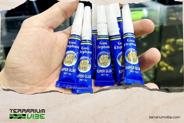 3 cách gắn rêu Mini Taiwan lên lũa đơn giản, đẹp mắt cho người mới bắt đầu 3 Cách Gắn rêu Mini Taiwan lên lũa với keo dán