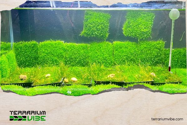 3 cách gắn rêu Mini Taiwan lên lũa đơn giản, đẹp mắt cho người mới bắt đầu 4 Cách Gắn rêu Mini Taiwan lên lũa với lưới cố định