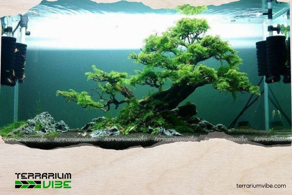 3 cách gắn rêu Mini Taiwan lên lũa đơn giản, đẹp mắt cho người mới bắt đầu 5 Lưu ý khi dùng lũa