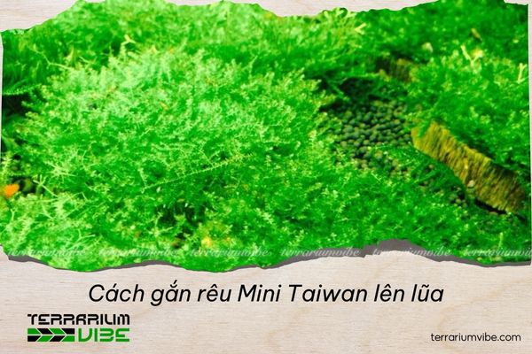 Cách gắn rêu Mini Taiwan lên lũa