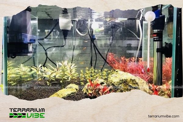 Cách kiểm soát nhiệt độ trong hồ thủy sinh và những yếu tố người chơi không nên bỏ qua 2 Hậu quả khi bỏ qua cách kiểm soát nhiệt độ trong hồ thủy sinh