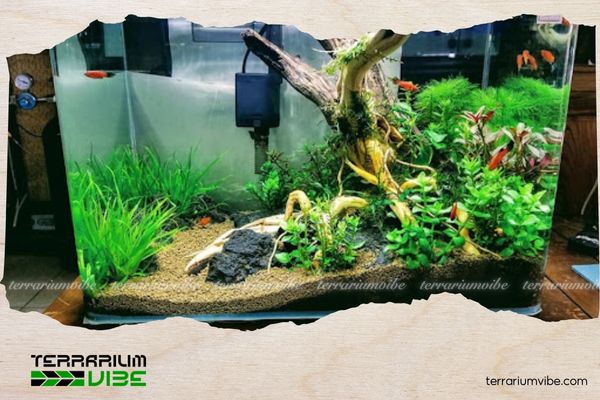 Cách kiểm soát nhiệt độ trong hồ thủy sinh và những yếu tố người chơi không nên bỏ qua 3 Một số cách kiểm soát nhiệt độ trong hồ thủy sinh cơ bản