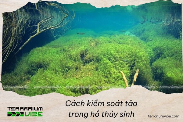 How to control algae in a planted aquarium effectively and sustainably 1 Algae are self-sustaining organisms