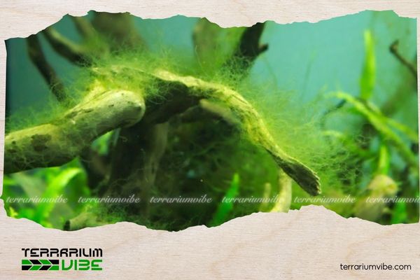 How to control algae in a planted aquarium effectively and sustainably 2 Common causes of algae outbreaks in planted tanks