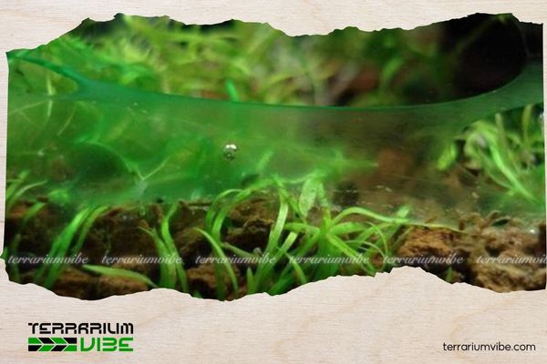 How to control algae in a planted aquarium effectively and sustainably 3 How to control algae in a planted aquarium from the roots up