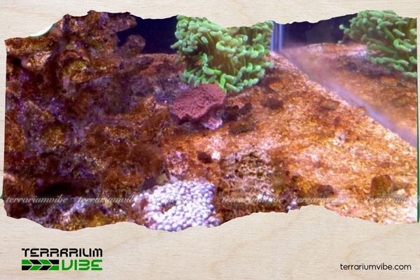 How to control algae in a planted aquarium effectively and sustainably 4 Stabilize CO2 and support beneficial bacteria