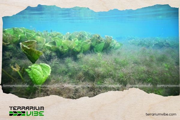 How to control algae in a planted aquarium effectively and sustainably 5 Should you use algae-killing chemicals in planted tanks?