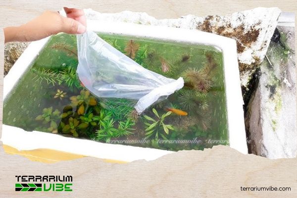 How to make a styrofoam box aquascape that’s eye-catching, simple, and budget-friendly 2 Step-by-step: How to make a styrofoam box aquascape