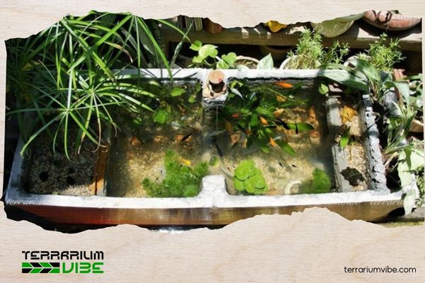How to make a styrofoam box aquascape that’s eye-catching, simple, and budget-friendly 3 Choosing the right plants and creatures for your styrofoam box