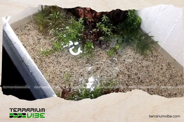 How to make a styrofoam box aquascape that’s eye-catching, simple, and budget-friendly 4 Is it durable?